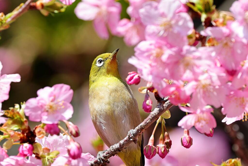 河津桜とメジロちゃんのコラボ＃１
