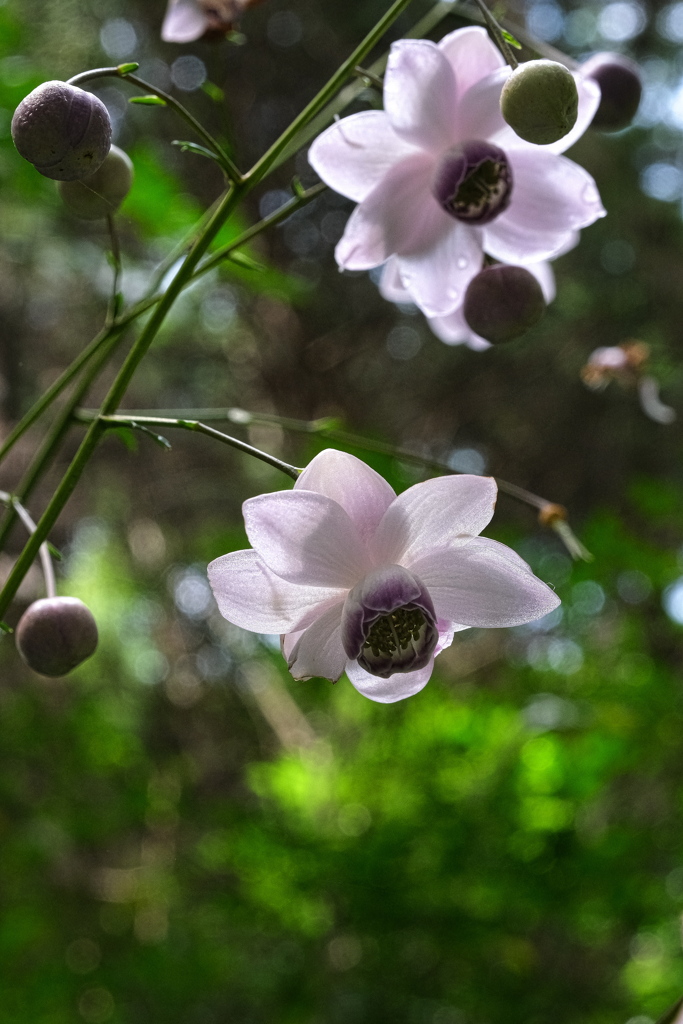 今年も逢えました～＃６