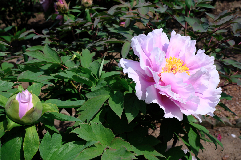 見頃を迎えた花牡丹＃２