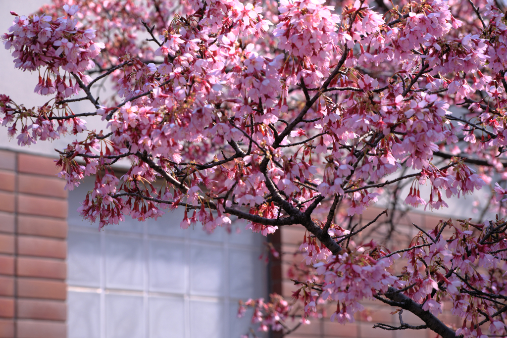 早咲きサクラが見頃＃５