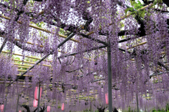 地元の藤園ロケハン#5