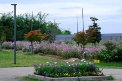 秋が深まりコスモスたちが見頃＃１０