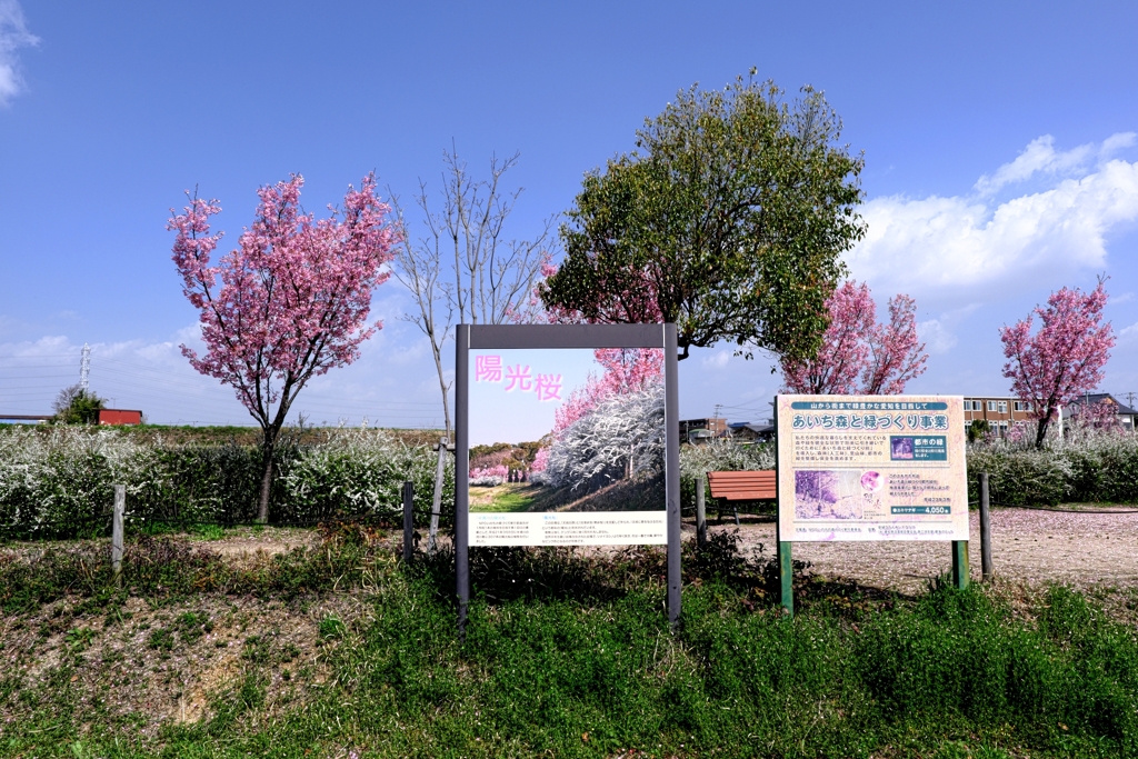 見頃の陽光桜並木道＃２