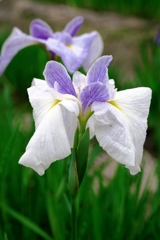 見頃が待ち遠しい花菖蒲#4