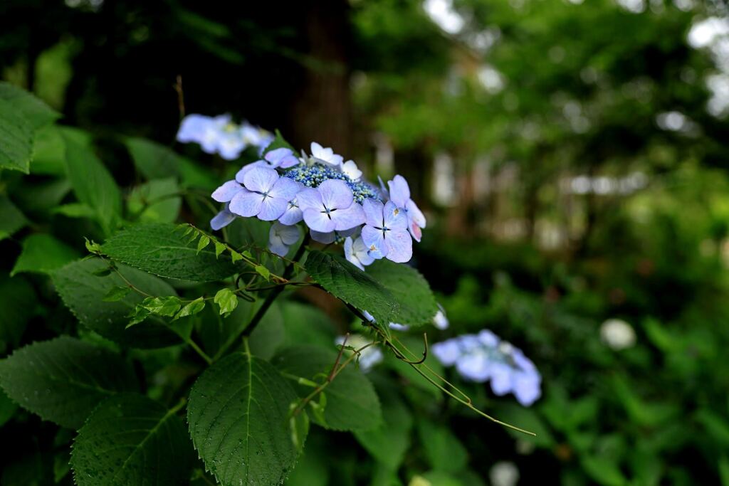 雨降りの紫陽花と本光寺＃１０