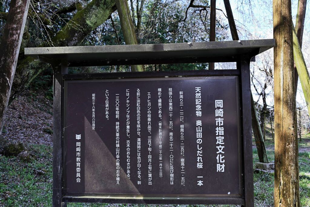 持統天皇が手植えの枝垂れサクラ＃３