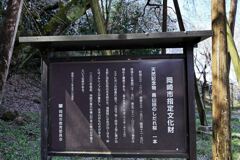 持統天皇が手植えの枝垂れサクラ＃３