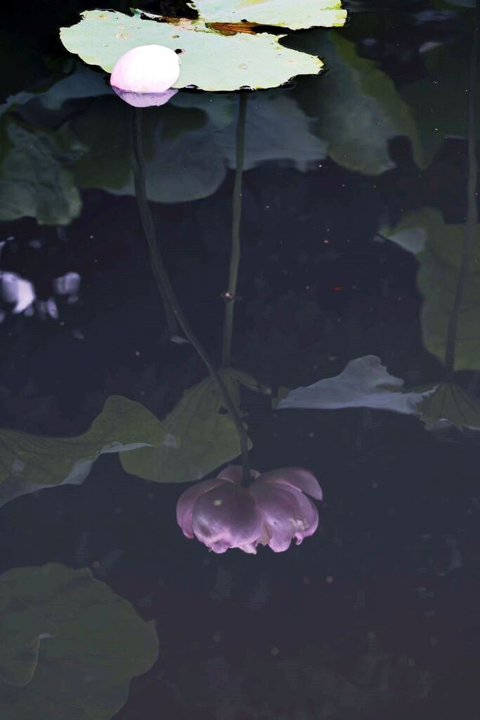 見頃を迎えたハスの花たち＃７