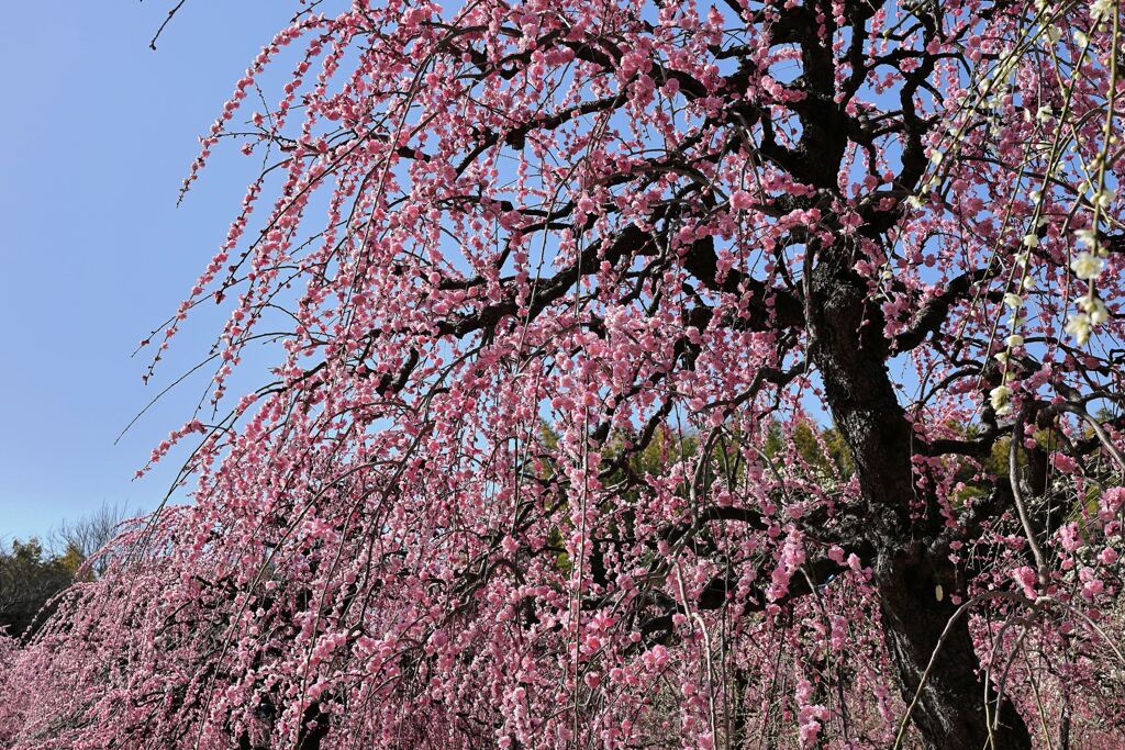 枝垂れ梅が満開＃２