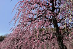 枝垂れ梅が満開＃２