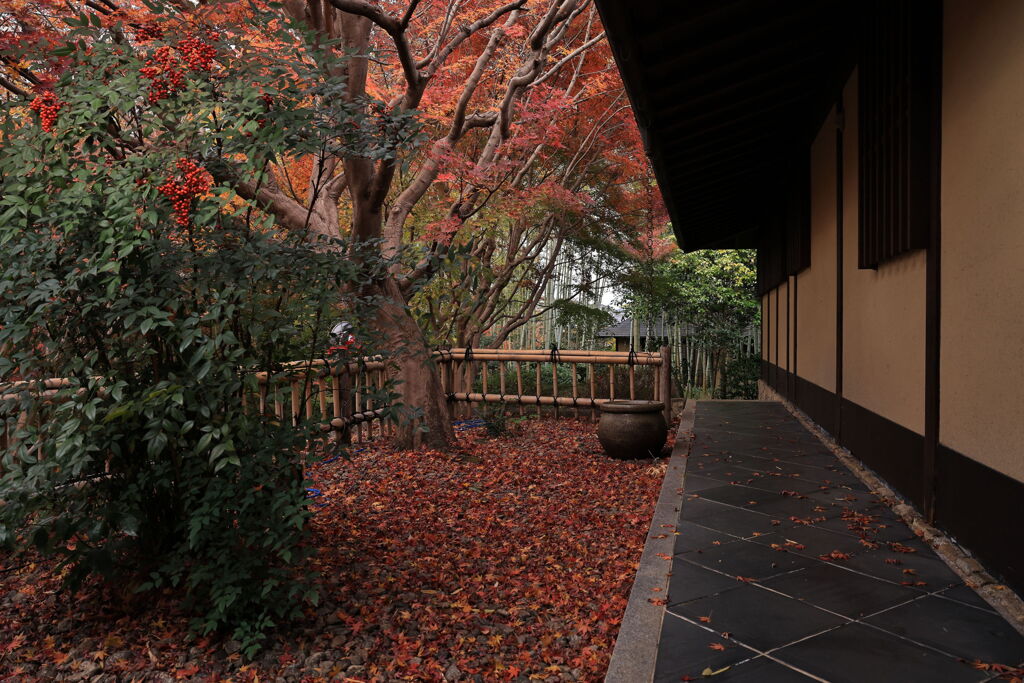 今シーズンラストの紅葉撮影＃１９