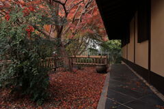 今シーズンラストの紅葉撮影＃１９