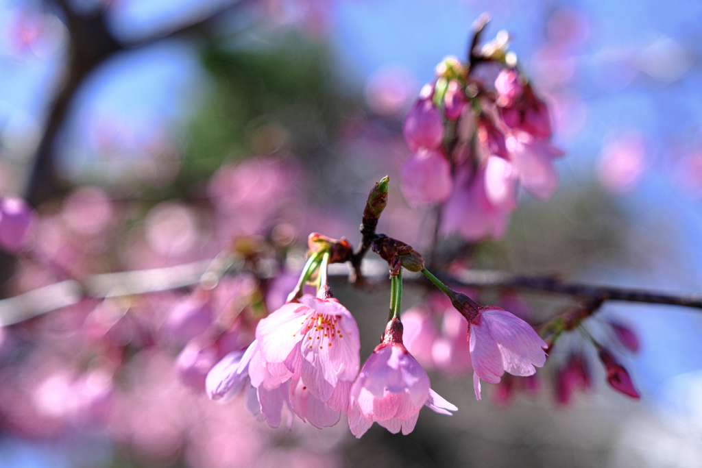 やっと咲き始めた枝垂れサクラ＃５