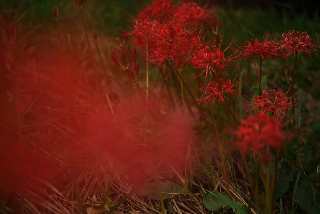 紅い彼岸花が咲き始めて＃５