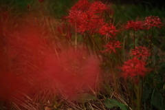 紅い彼岸花が咲き始めて＃５