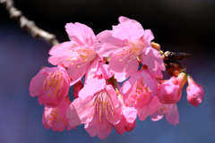 地元で咲き始めた寒緋サクラ＃３