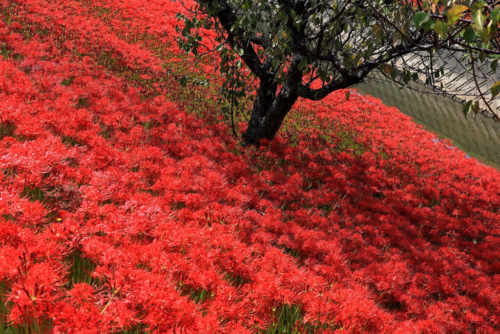 逢妻女川の彼岸花＃７