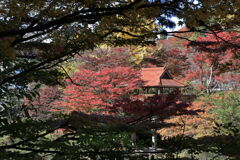 久し振りに大井平公園紅葉撮影＃１２