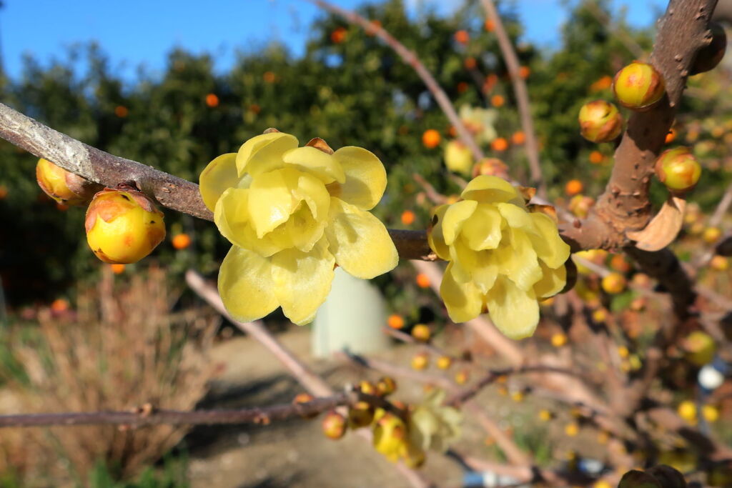 咲き始めたロウバイの花＃３