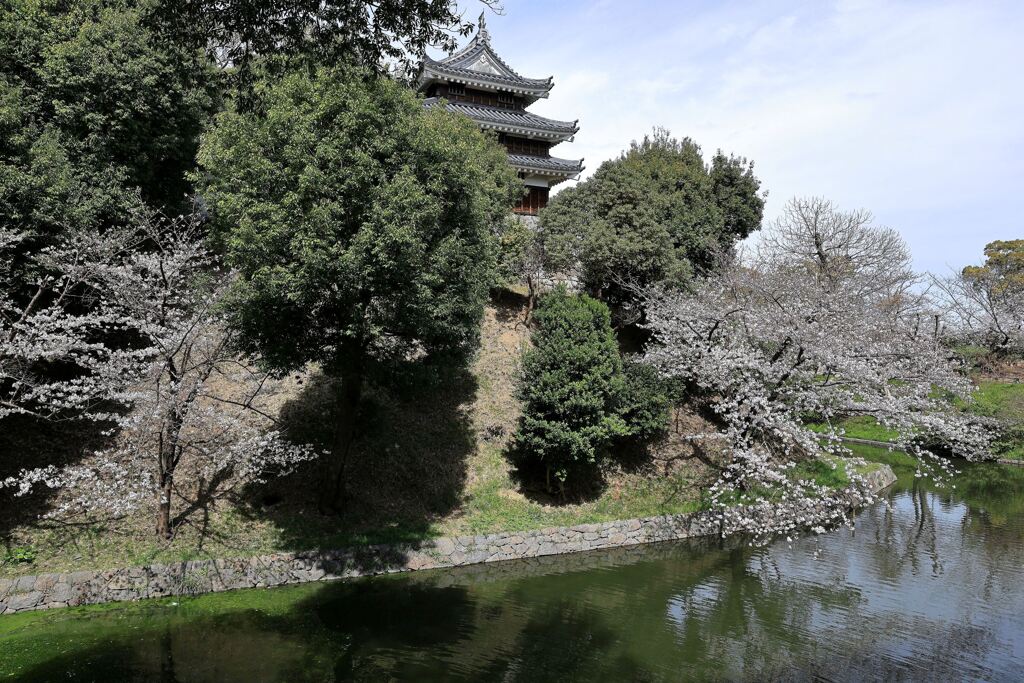 見頃の西尾歴史公園サクラ＃９