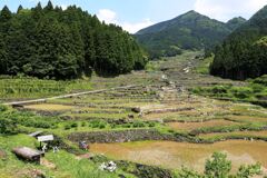 田植えを終えた新城市の千枚田棚田#1