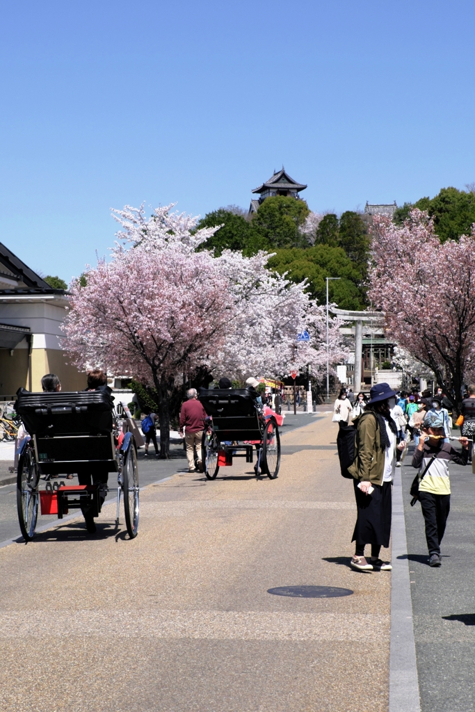 国宝犬山城と満開サクラのコラボ＃６