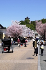 国宝犬山城と満開サクラのコラボ＃６