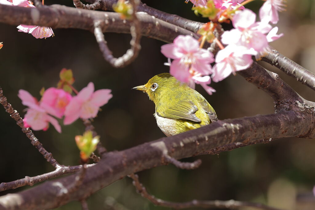 河津桜とメジロちゃん＃４