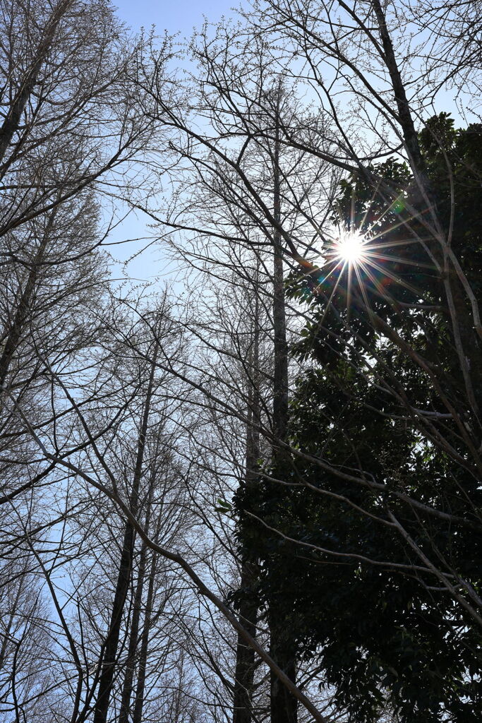 春爛漫のデンパーク安城＃４