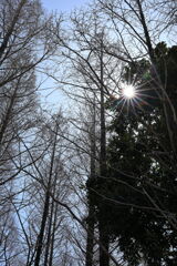 春爛漫のデンパーク安城＃４