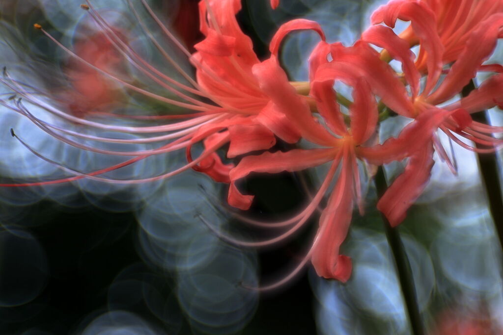 五分咲きを迎えたリコリスの花＃６