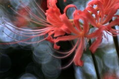 五分咲きを迎えたリコリスの花＃６