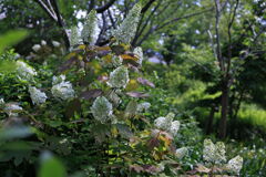 紫陽花が咲き始めた＃９