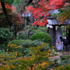 敢えて雨降りの紅葉撮影＃７