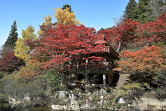 久し振りに大井平公園紅葉撮影＃１１