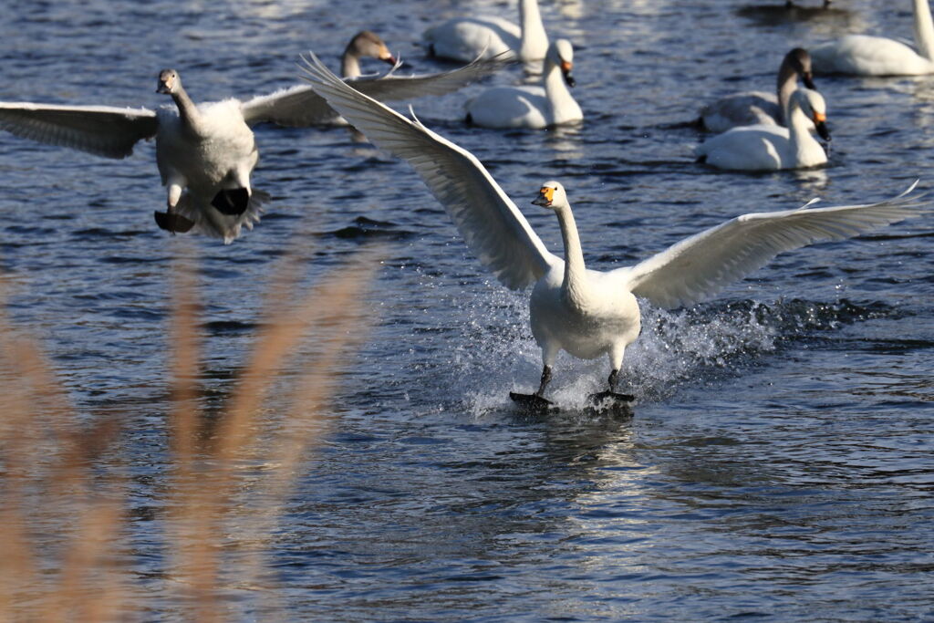 水面へのランディングシーン