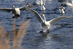 水面へのランディングシーン