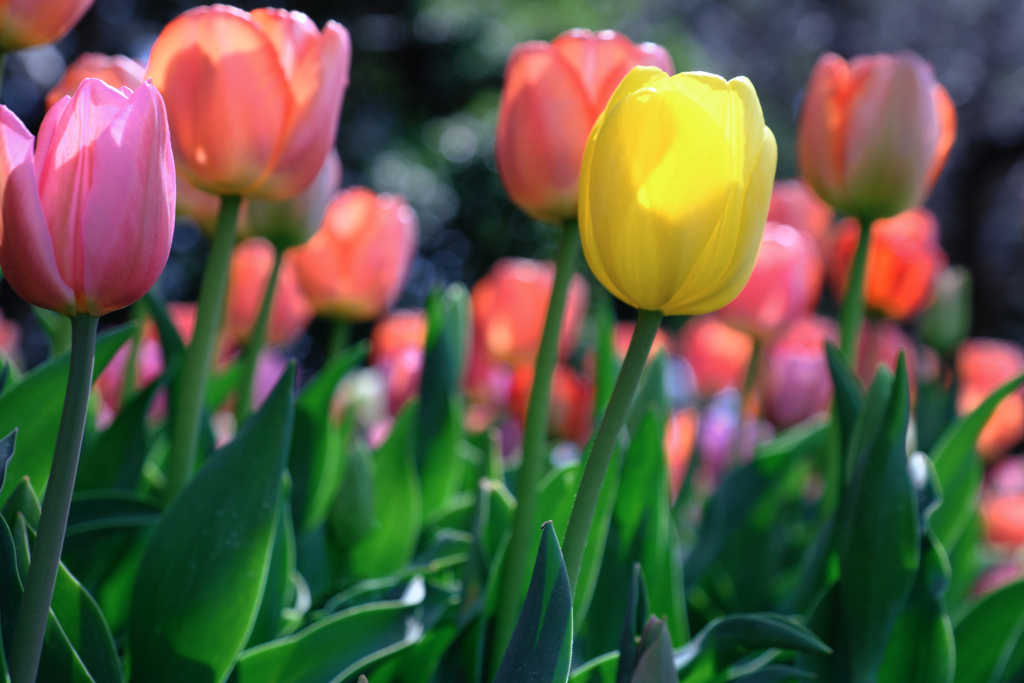 カラフルな早咲きのチューリップ＃３