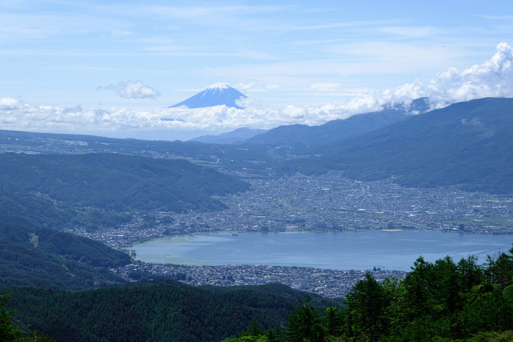 レンゲツツジと富士山＃８