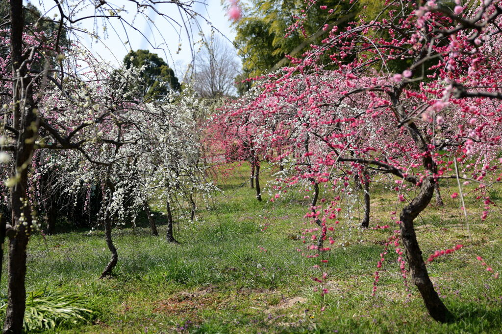 見頃を迎えた枝垂れ梅＃３