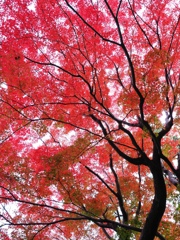 紅葉の名所西尾市の『尚古荘』#6