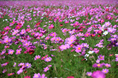 季節外れの向日葵とコスモスのコラボ＃５