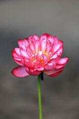 見頃を迎えたハスの花たち＃６