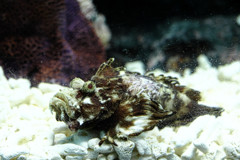 水族館魚たちの撮影＃６