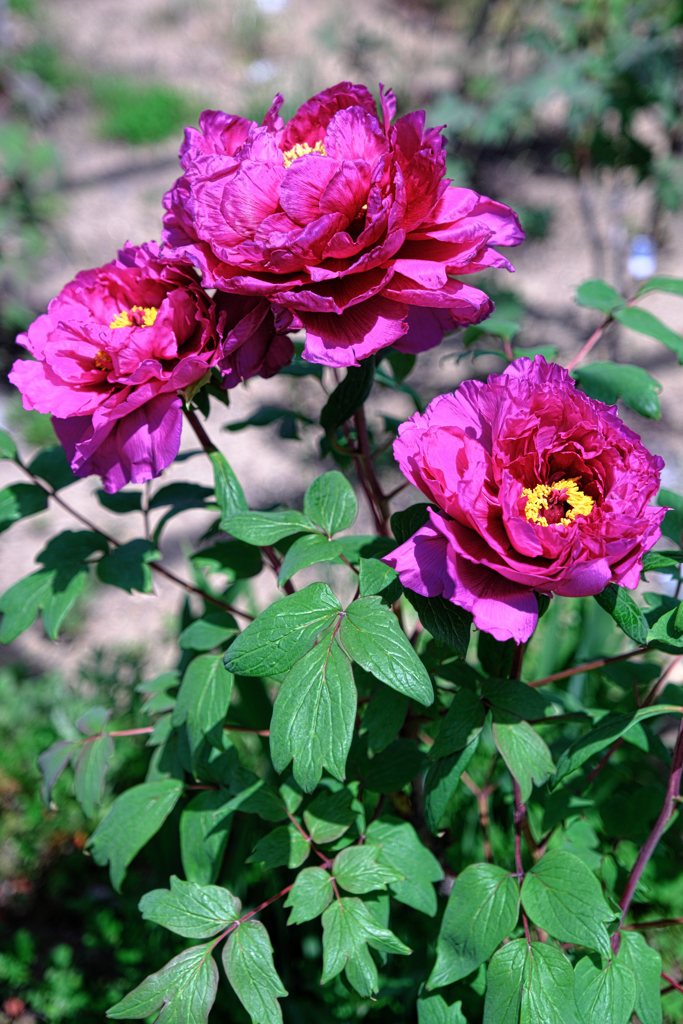 牡丹・芍薬が見頃＃４