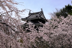 散り始めた西尾歴史公園のサクラ＃５