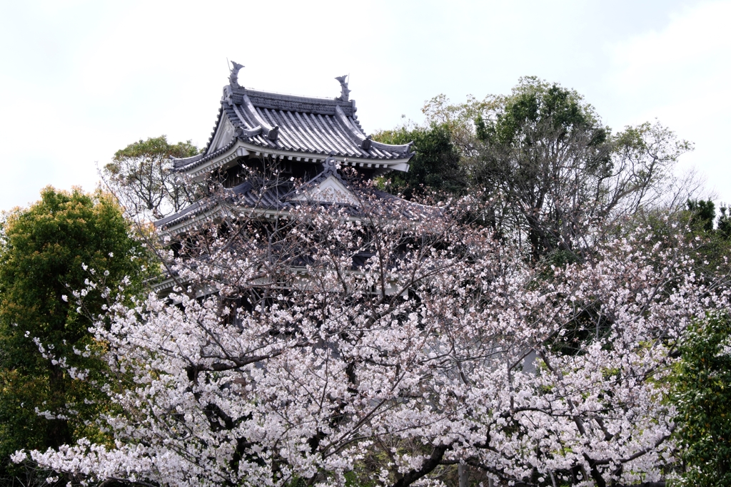 サクラ満開の西尾歴史公園＃２