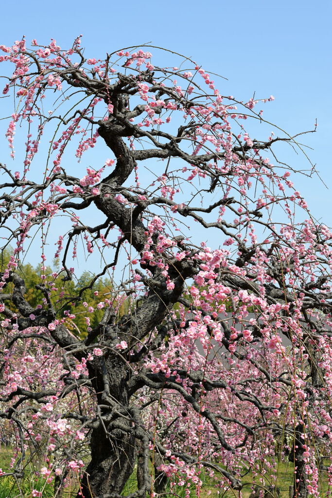 見頃を迎えた枝垂れ梅（続編）＃５