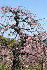 見頃を迎えた枝垂れ梅(続編)#5