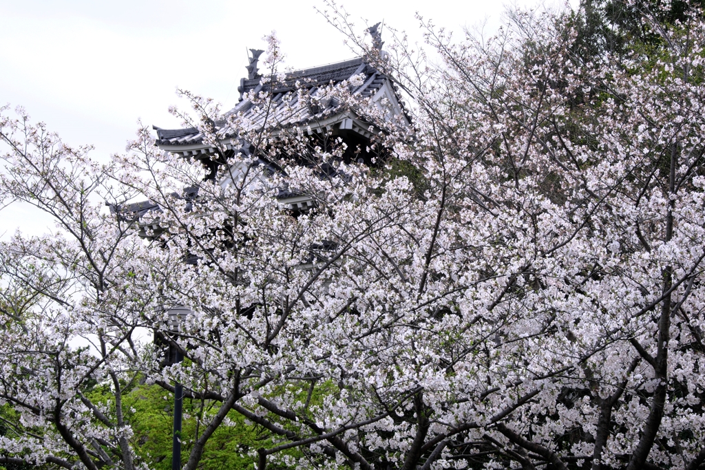 サクラ満開の西尾歴史公園＃７